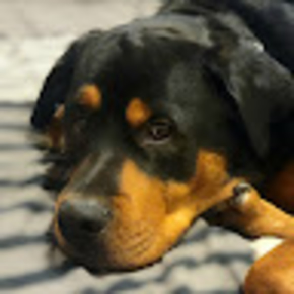 Meet your Posher, Jess - Picture 1 of 1